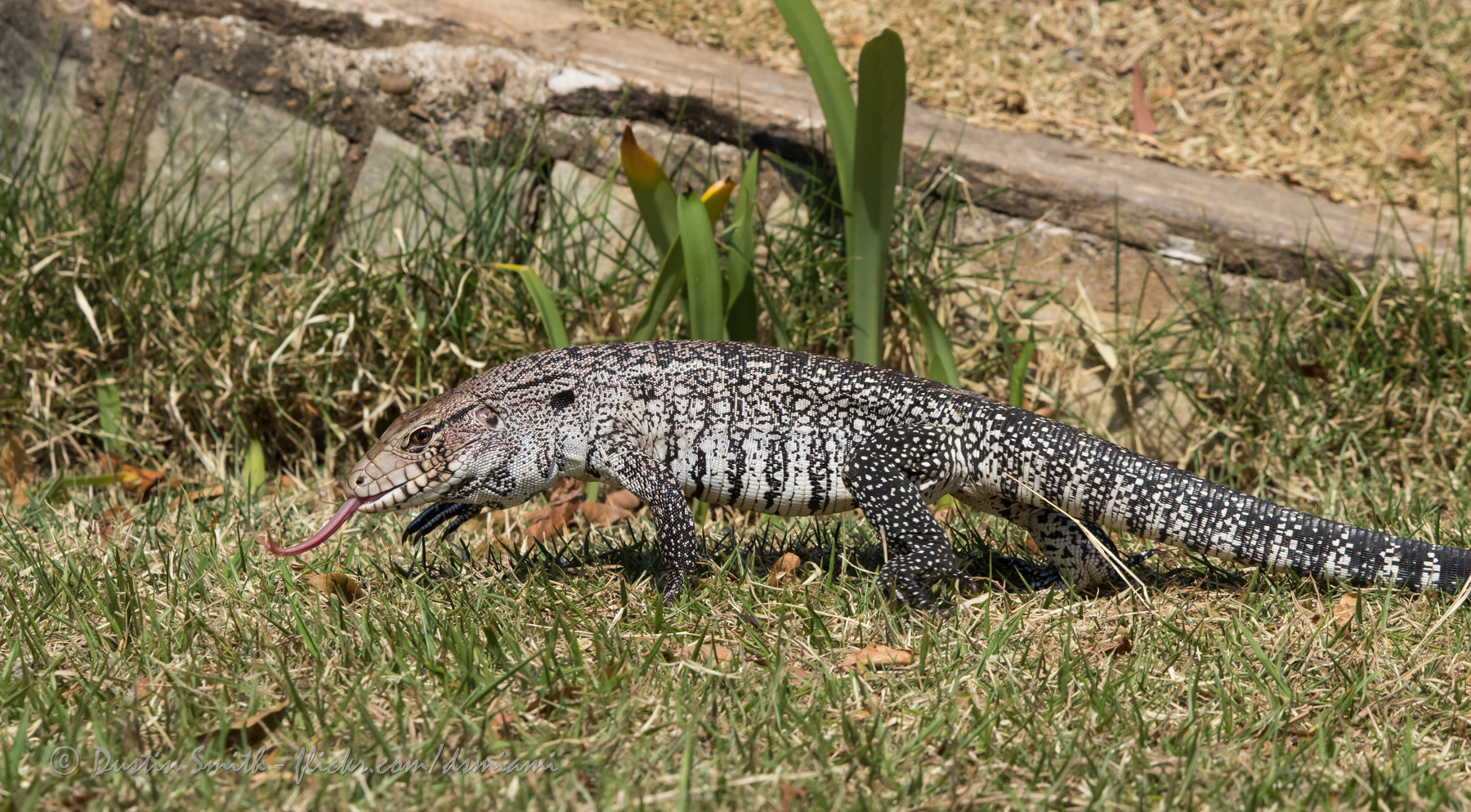 Tegu Lizards In South Carolina | Stories | September 27, 2021 | South ...